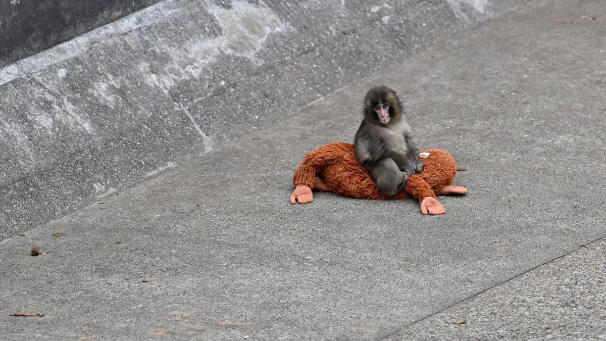 Punch, a young Japanese macaque, has hit a nerve