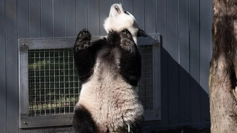Giant pandas at the National Zoo flirt with romance as spring heats up