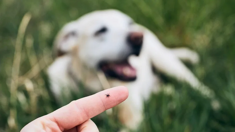 Ask a Vet: Tick season is almost here. Here’s what you need to know.
