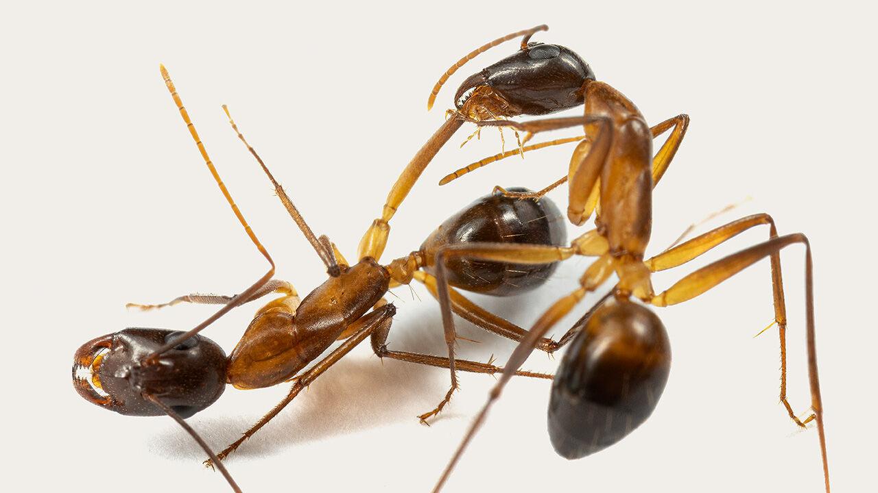 Humans are not the only animals that treat each other’s injuries 