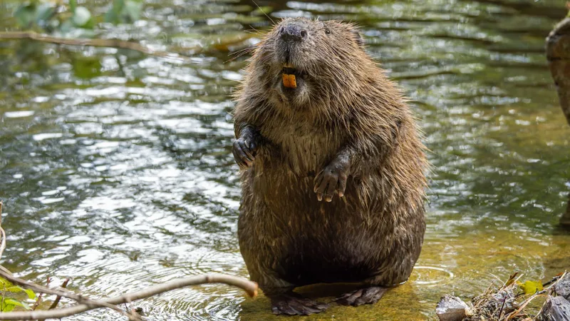 A secret weapon to fight carbon emissions was just discovered: Beavers