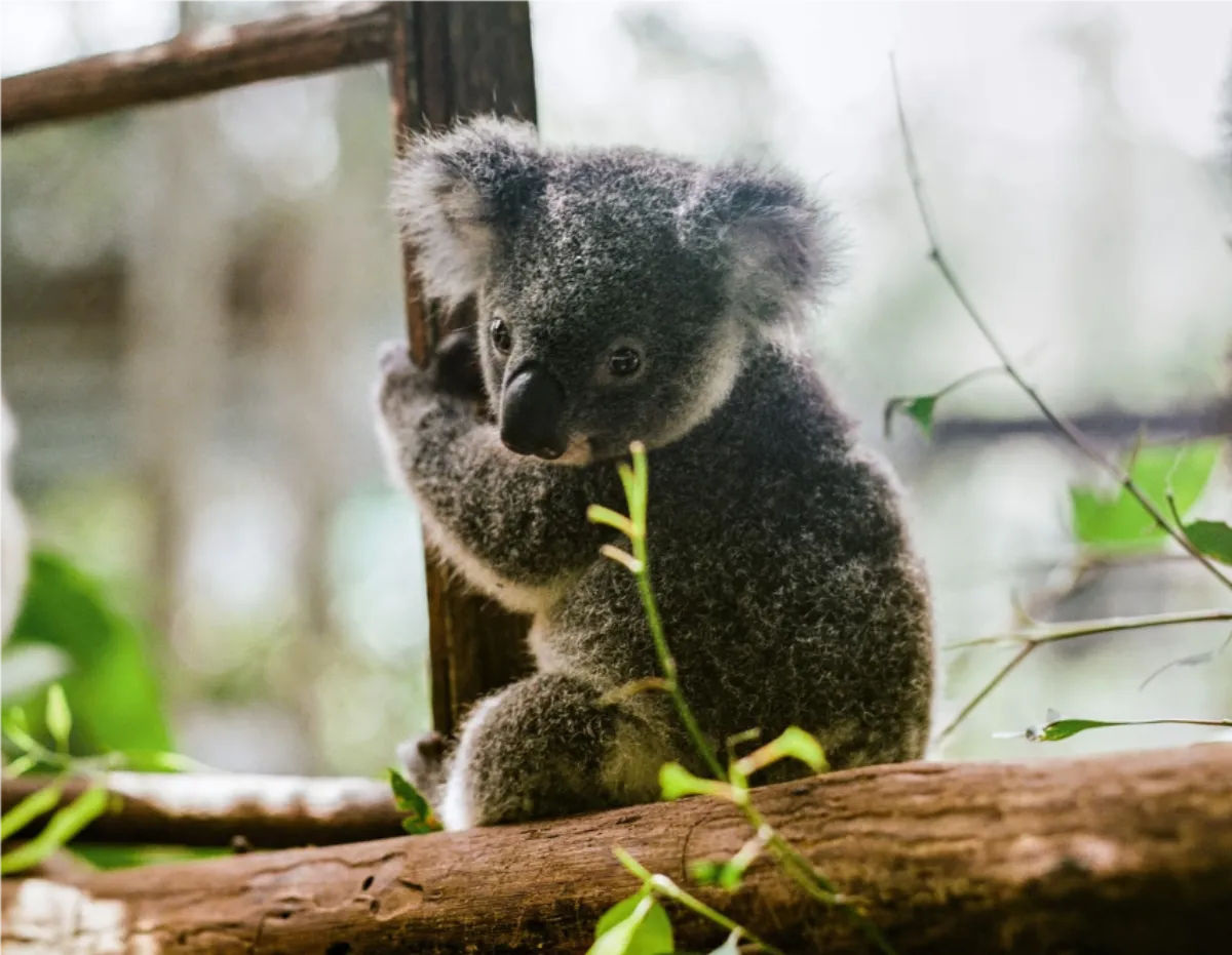 Can Australia find a way to protect its most beloved animal?
