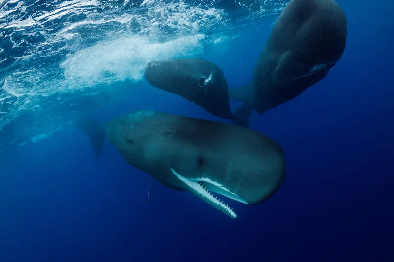 Scientists saw a sperm whale giving birth. And then things got weird