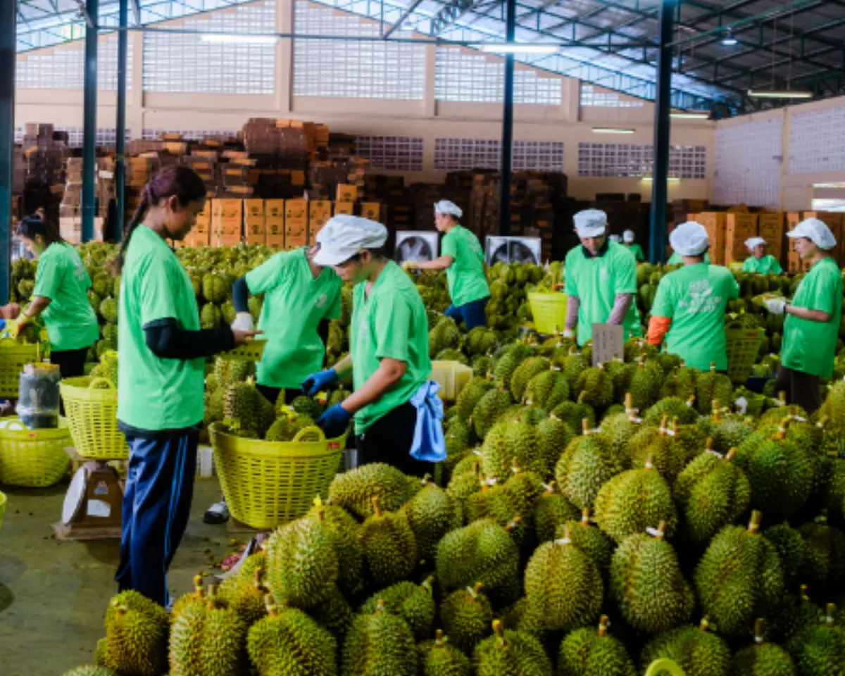 Before he started a company 15 years ago selling the world's smelliest fruit, Eric Chan had a well-paying job writing code for satellites and robots. His family and friends were puzzled when he made the career change.