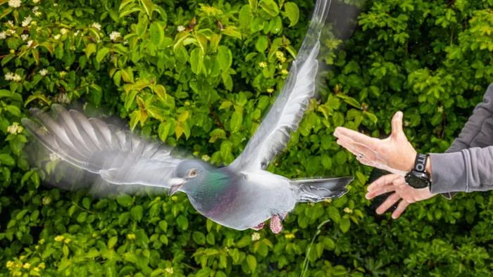 How to Bring a Bird’s Song Back From the Edge of Extinction