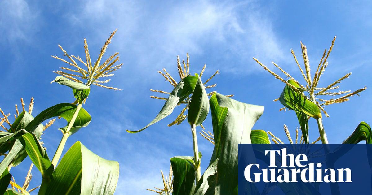 Sweetcorn is a delicious summer crop – if you have space in your garden