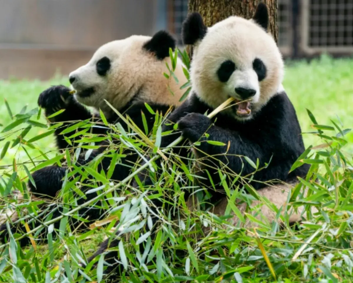 Giant Pandas From China Return to National Zoo in Washington, D.C.