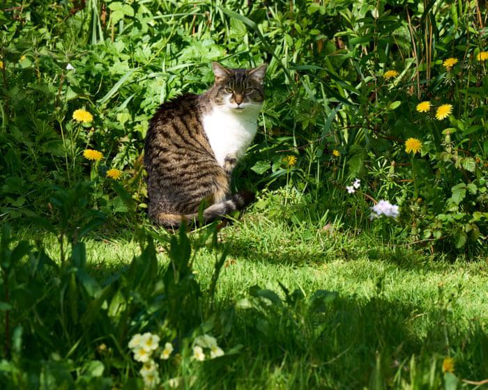 From neat lawns to wild havens: how No Mow May is transforming England’s gardens