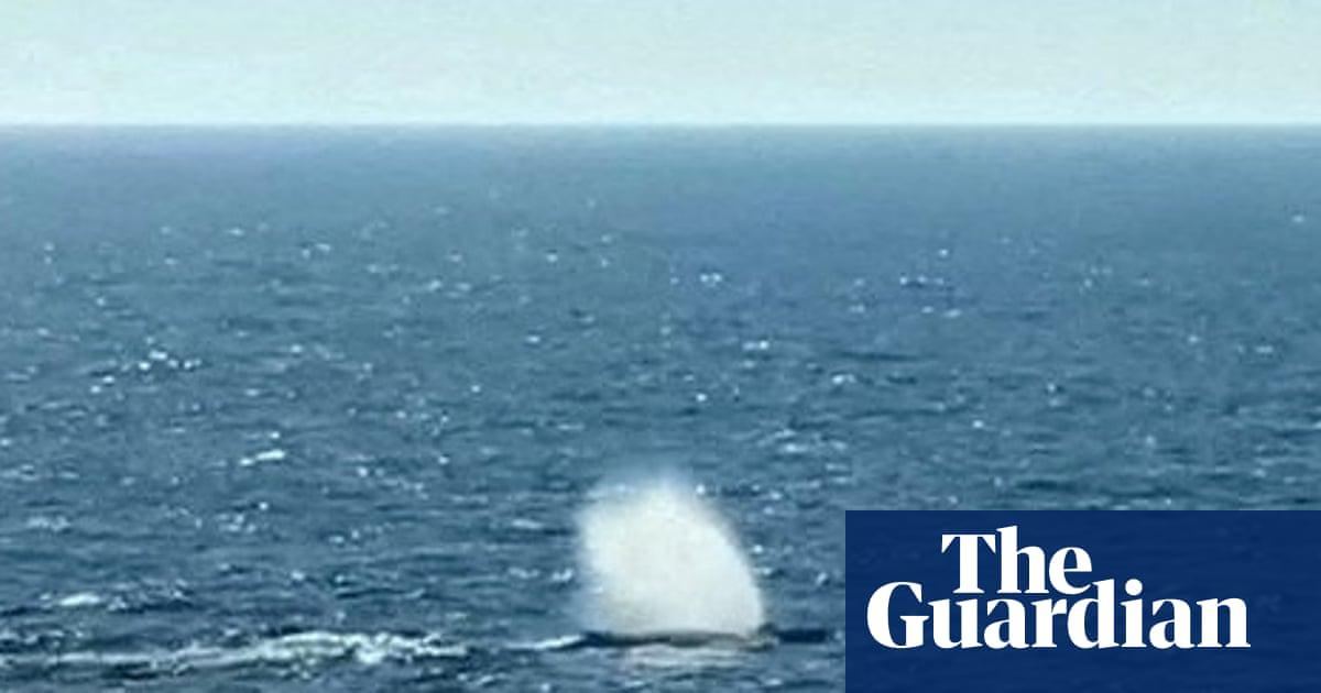 Rescuers release humpback whale that was stranded off German coast