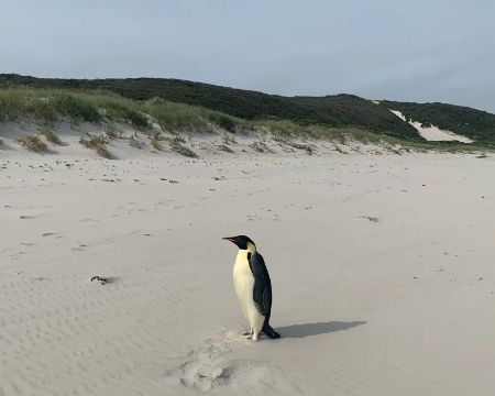 After a 2,000-Mile Trip, a Penguin Finds Itself on an Australian Beach