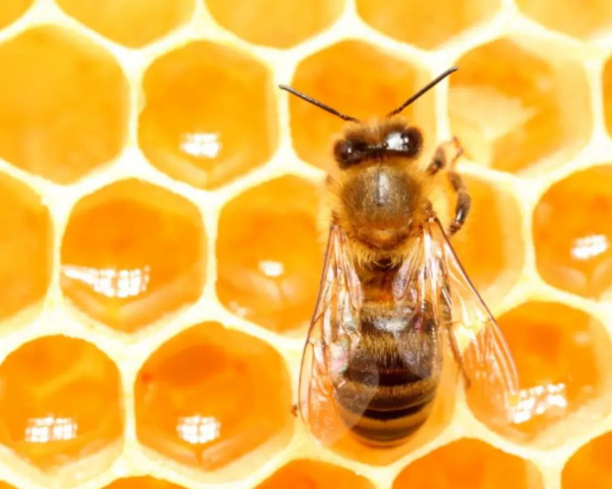I noticed the first bee one afternoon as my dog gleefully chased it around the house. When the pest settled on a window by the stairwell, I swatted it with a cookbook and cleaned up the mess.