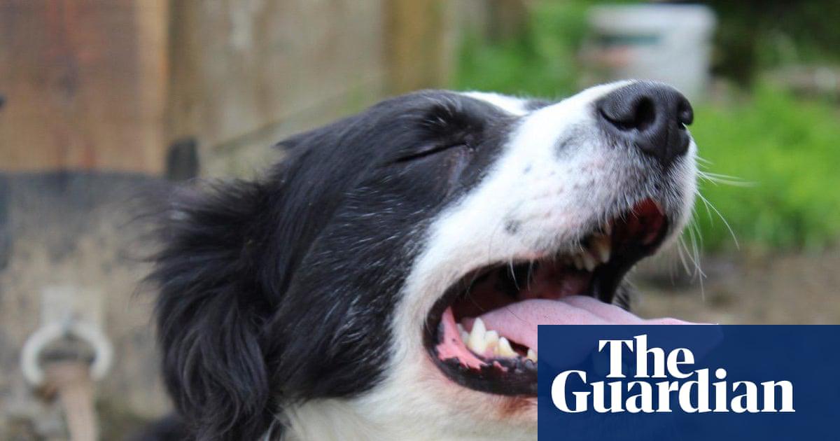 Country diary: The farm is mourning Moss, 14 years old and alert to the end