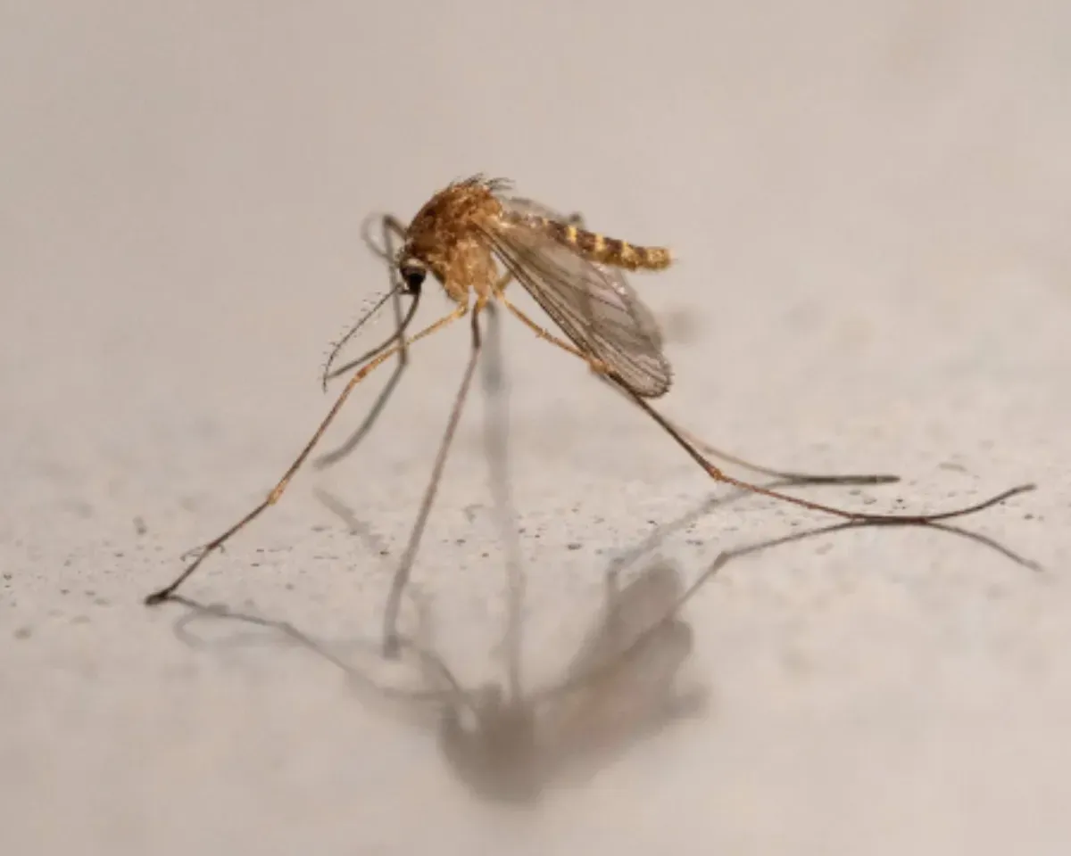 Iceland Announces an Unfortunate First: Mosquitoes