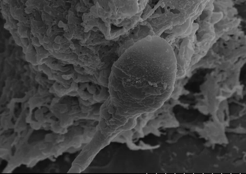Human sperm get lost in space, pioneering study finds