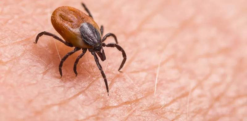 Ticks are the backyard threat southwestern Pennsylvania homeowners keep ignoring