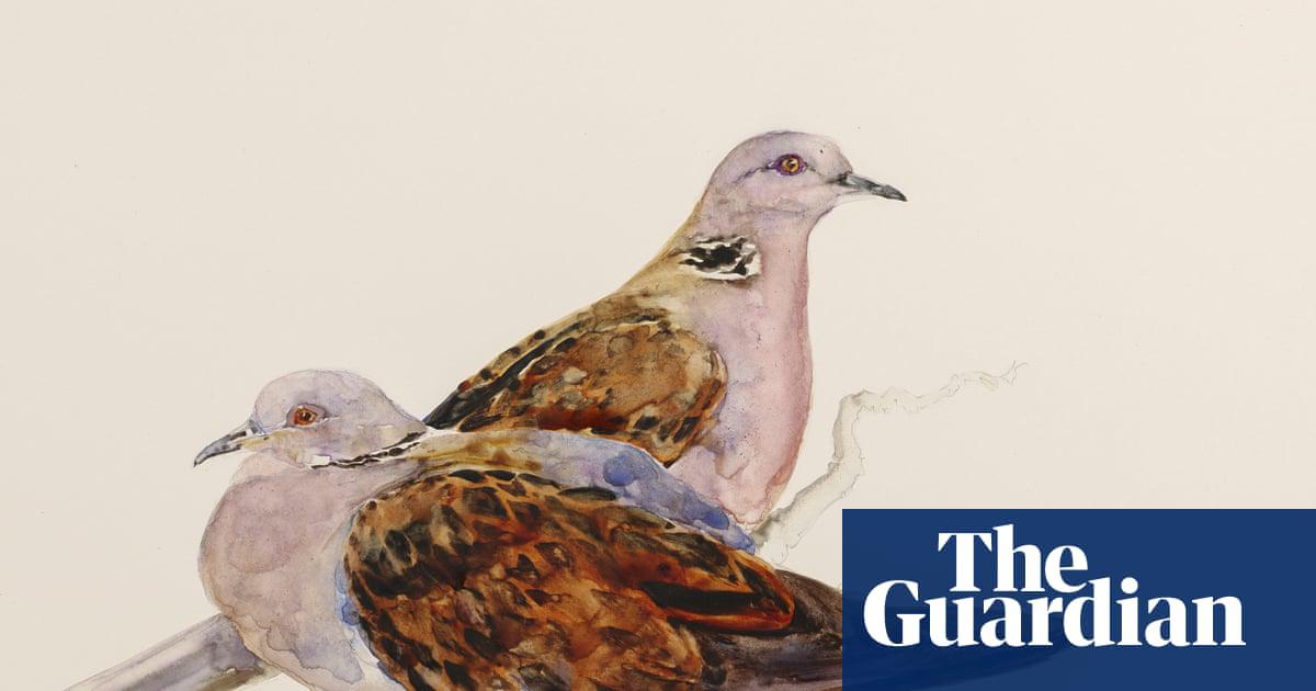 To give young people wings: The Lost Words duo reunite for book of birds