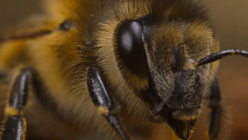 Titanic and Avatar director James Cameron explains why bees are his latest fixation