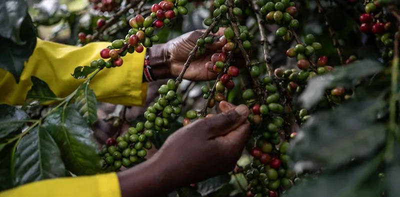 Coffee crops are dying from a fungus with species-jumping genes – researchers are ‘resurrecting’ their genomes to understand how and why