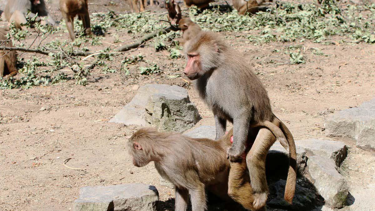 Is there an evolutionary reason for same-sex sexual behaviour?