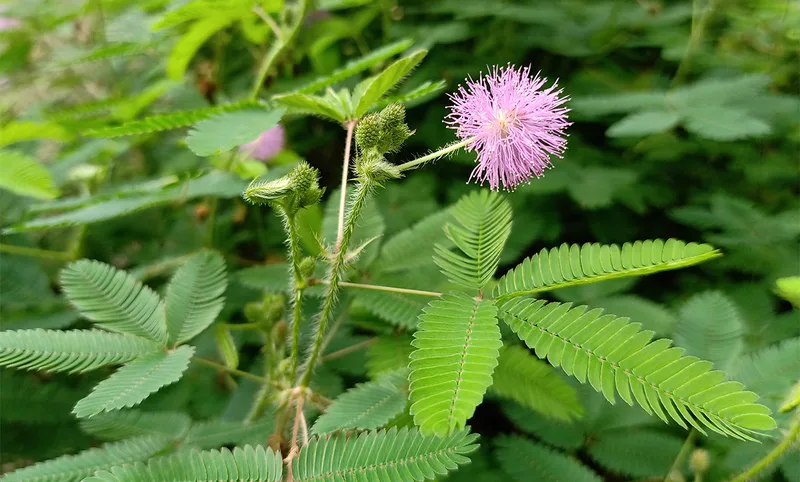 Can Plants Count?