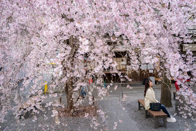 When Will Japan’s Cherry Blossoms Bloom? A.I. Can Help Answer That