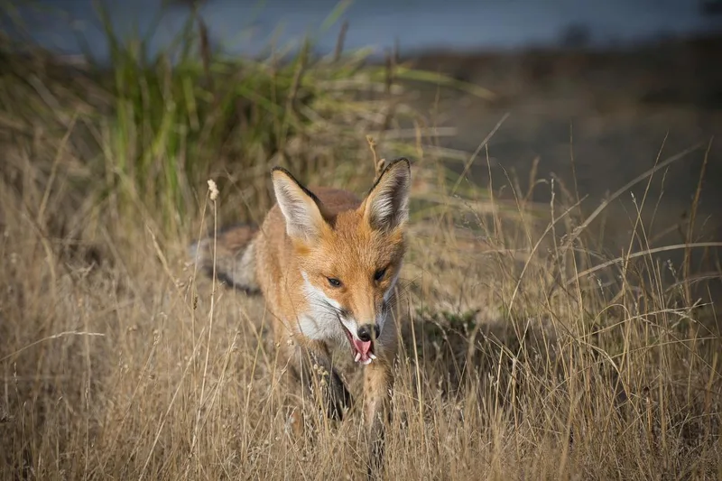 Ecology’s war on ‘invasive’ species isn’t science