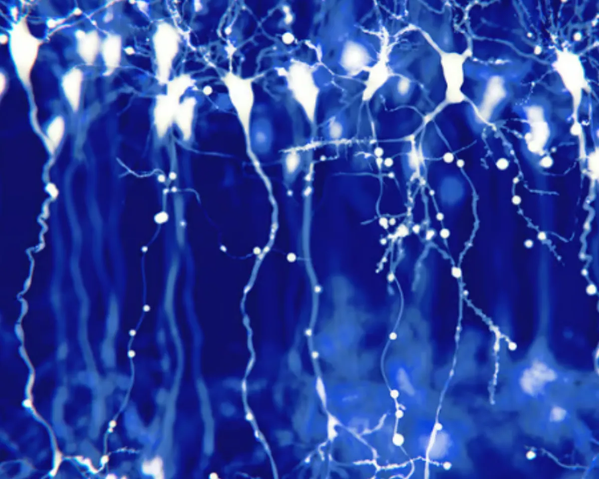 To carry out their search for filopodia, the trio used a sensitive microscopy technique called eMAP. They studied 2,234 synapses between cortical nerve cells of a type called pyramidal neurons, which have thousands of synapses each.