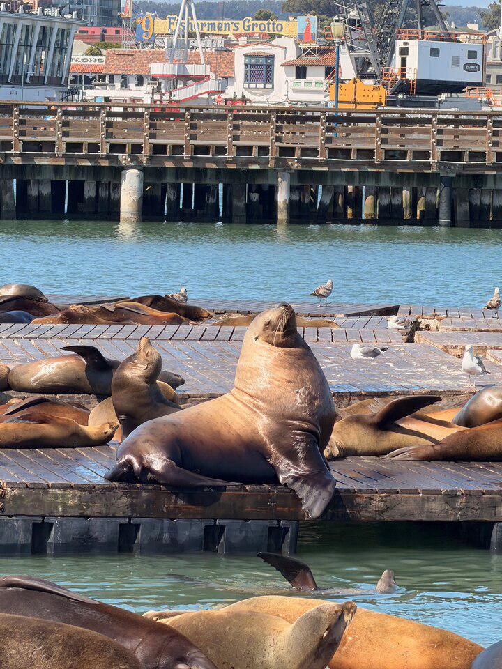 Why 'Chonkers' the Steller sea lion is such a rare sight
