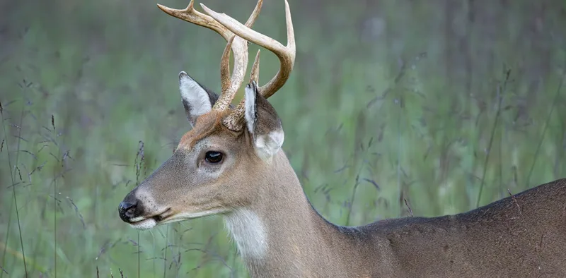 The cost of casting animals as heroes and villains in conservation science