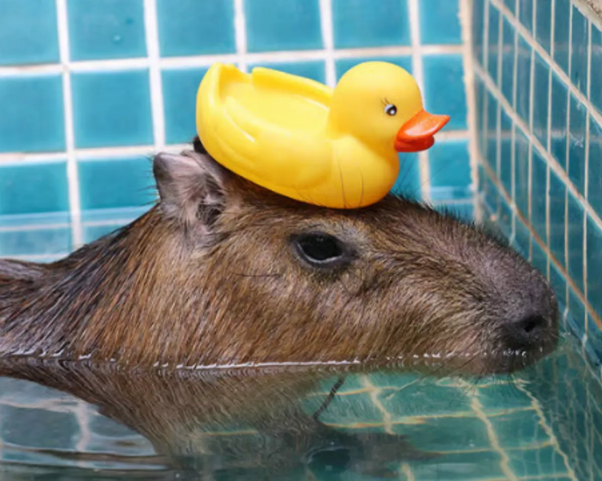 The capybara has become an unlikely internet darling