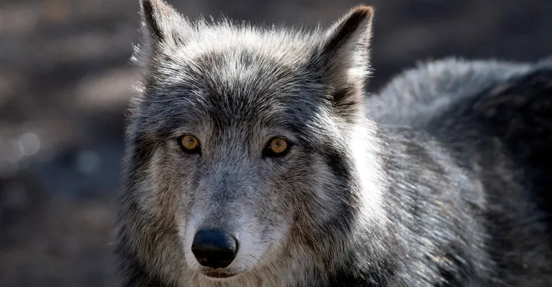 How Many Wolves Is Enough?