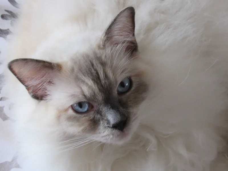 Cats’ cancer genes show striking similarity to humans’