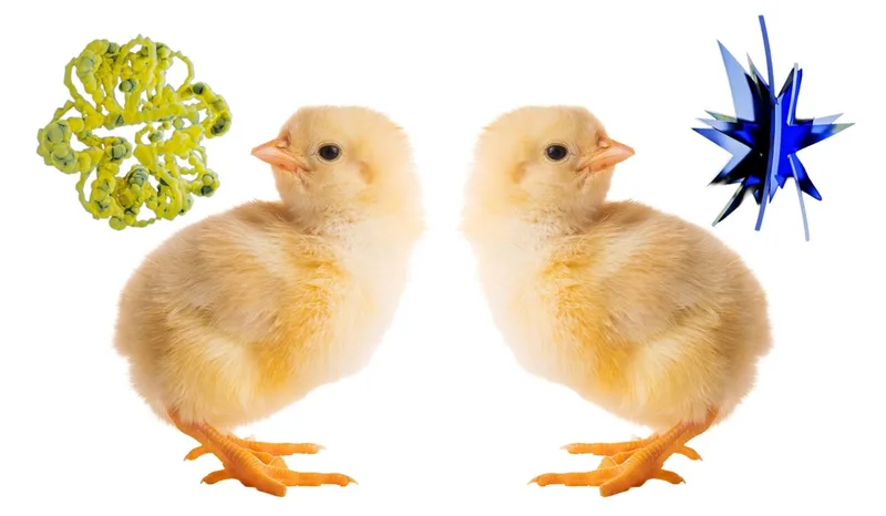 ‘Mind-blowing’ baby chick study challenges a theory of how humans evolved language