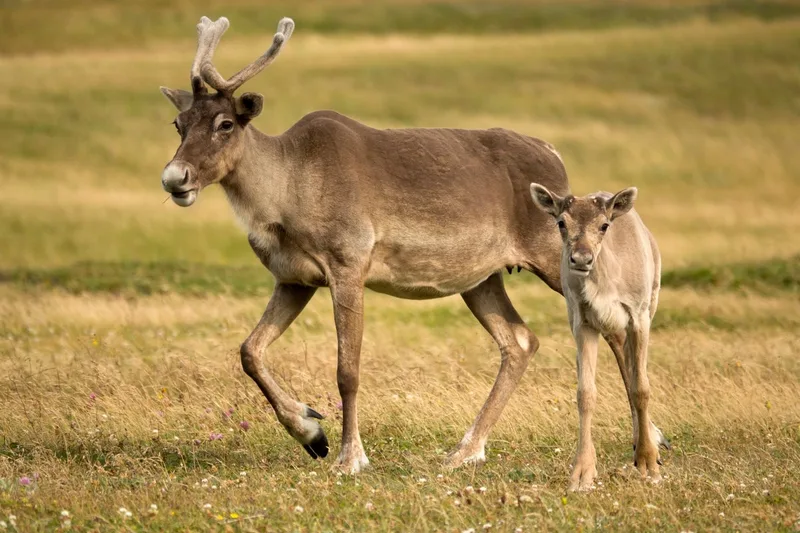 Why do female reindeer have antlers? They eat them as a postbirthing snack