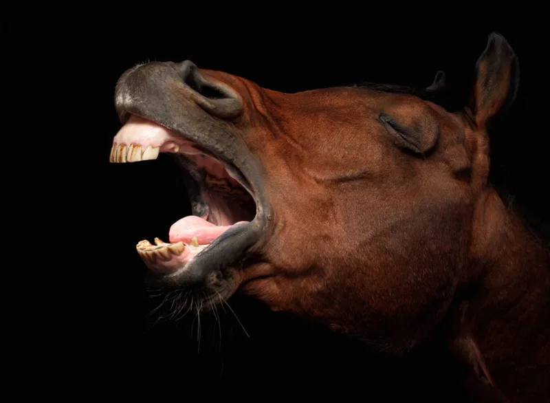 Horses whinny by making sounds in a unique way that is not seen in other animals