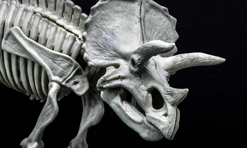 How the Triceratops Used Its Giant Nose