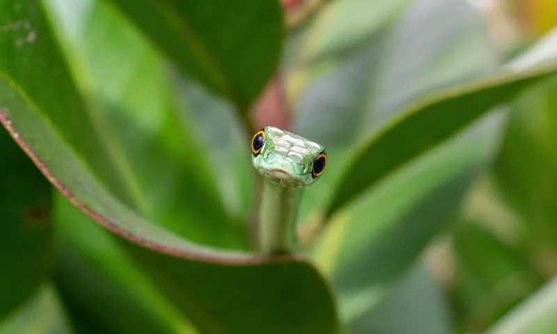 Blame Your Parents for Your Extreme Aversion to Snakes