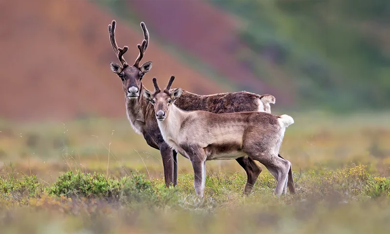 The Surprising Reason Female Caribou Grow Antlers