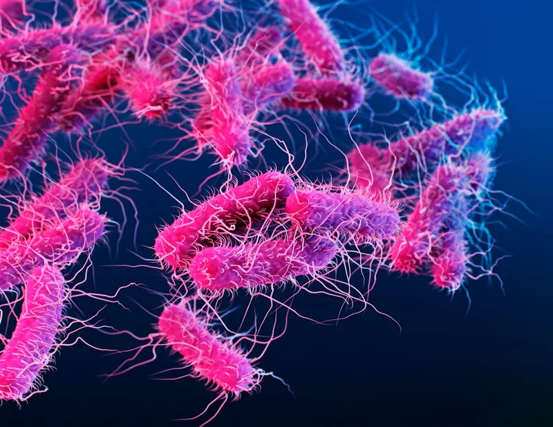 Fecal transplants from old mice boost fertility in younger ones