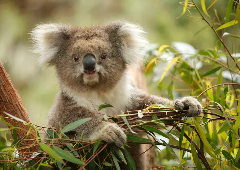 Koalas show how species can bounce back from genetic dead ends