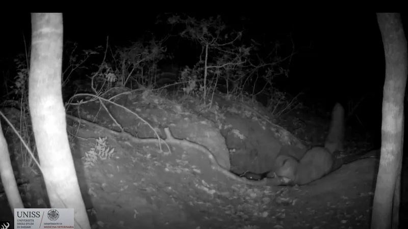'Striking' footage captures the moment a red fox preys on a wolf pup — a behavior never seen on film before