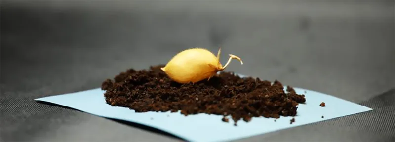 Scientists Grow Chickpeas in Lunar Soil