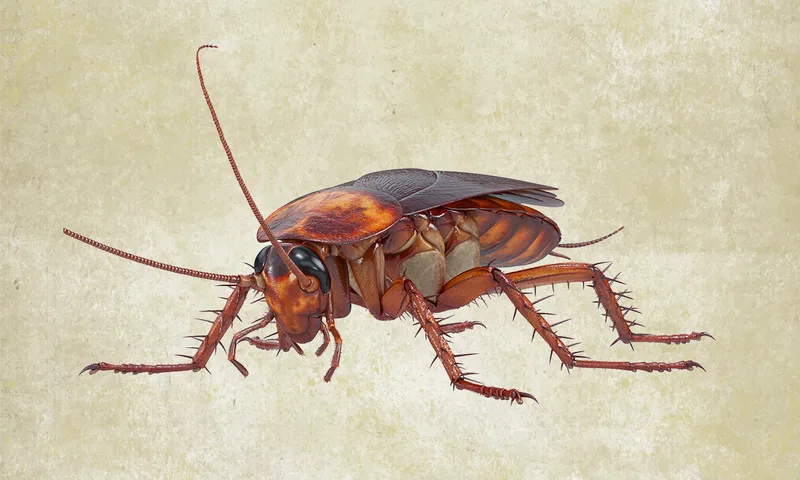 Consider the Cockroach