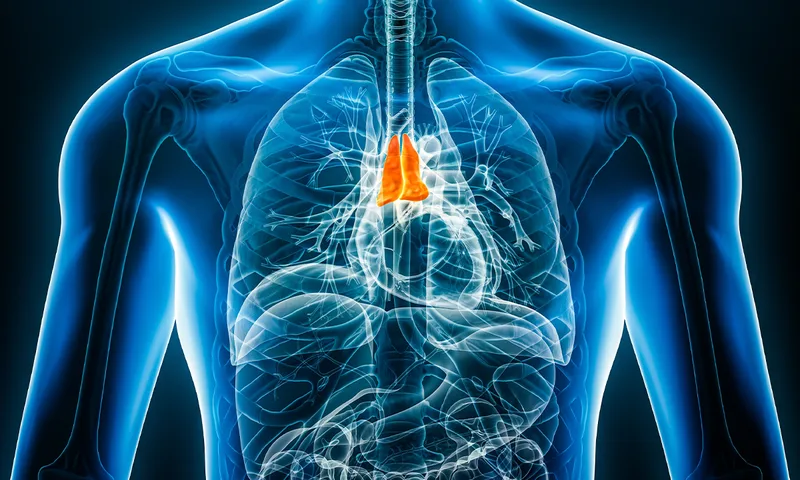 The Shrinking Gland That Helps You Live Longer