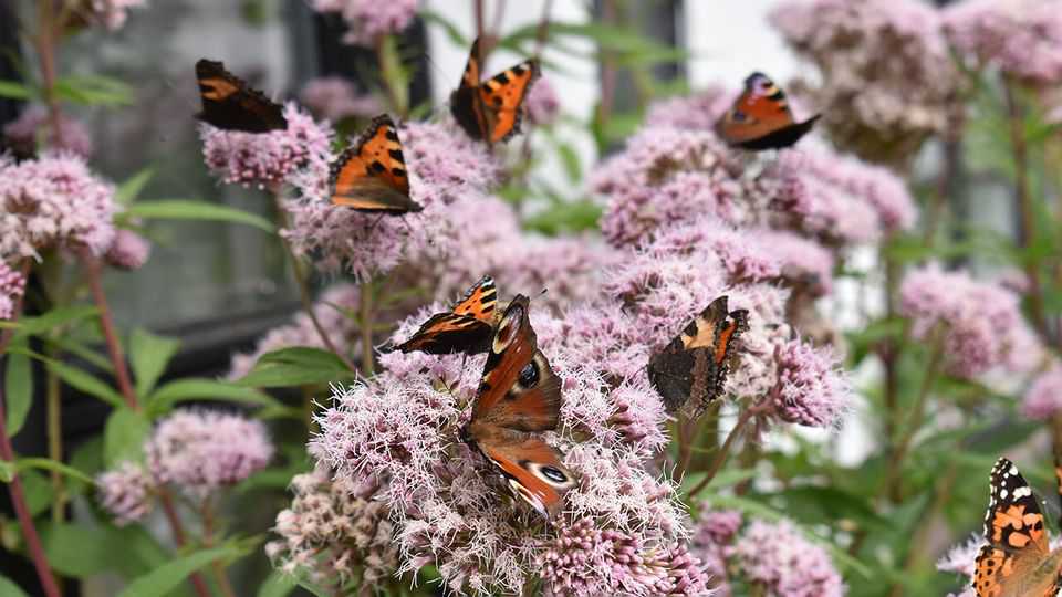 A Danish bestseller about butterflies has set hearts aflutter