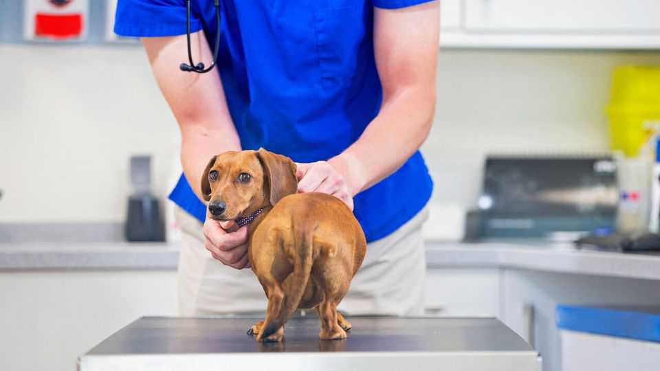 A golden decade for British vets is coming to an end