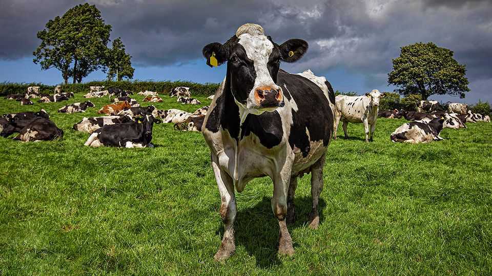 Britain’s dairy farmers are pouring milk away