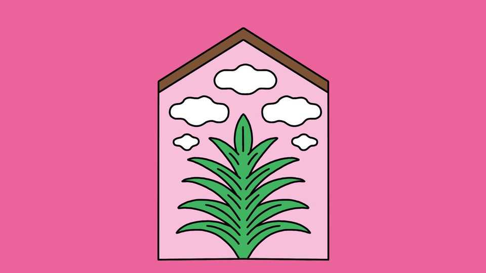 Do houseplants improve air quality?