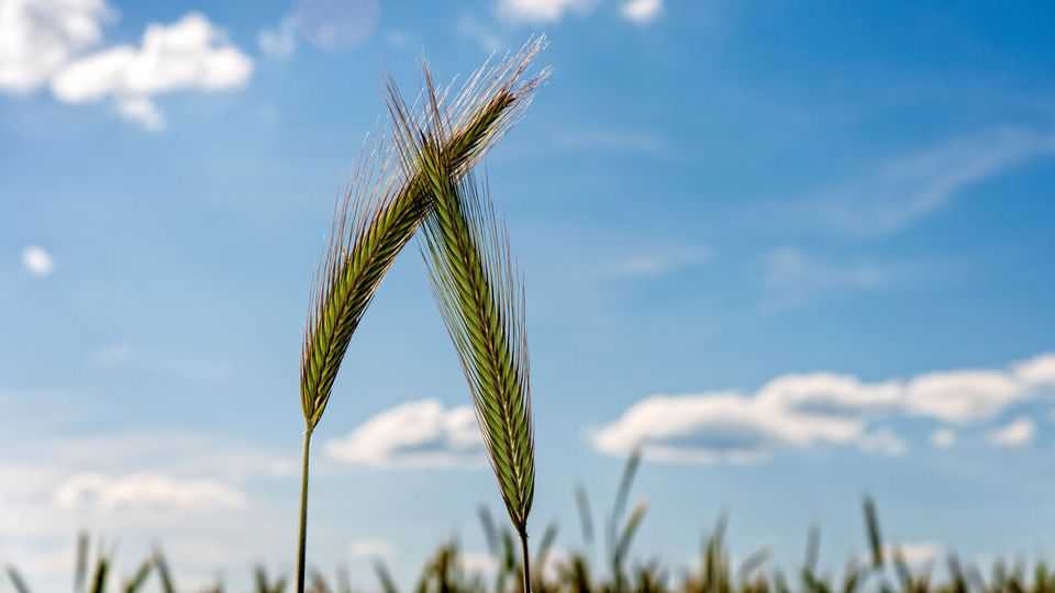 How plants keep tabs on the competition