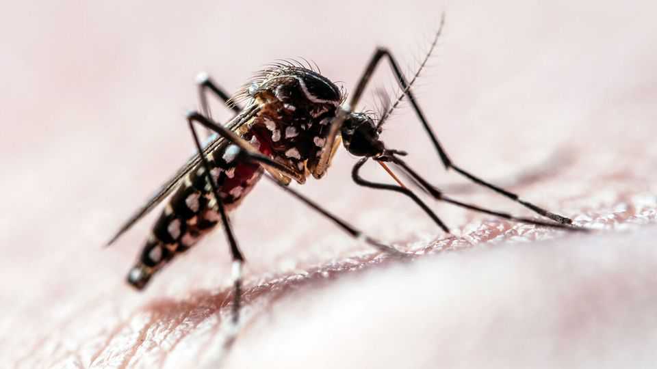 Mosquitoes seem to be getting over insect repellent